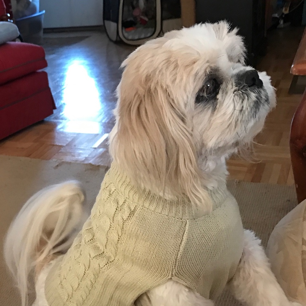 Meet your Posher, Shelby